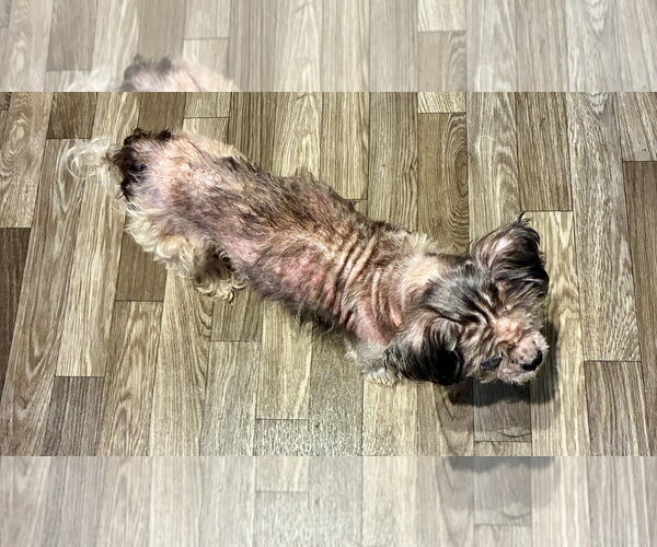 Medium Photo #4 Shih Tzu-Unknown Mix Puppy For Sale in Middlesex, NC, USA