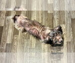 Small #3 Shih Tzu Mix