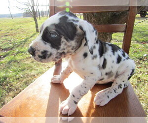 Great Dane Puppy for sale in ASHLEY, OH, USA