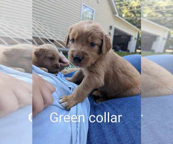 Medium Photo #3 Golden Retriever Puppy For Sale in RAEFORD, NC, USA