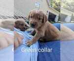 Small Photo #3 Golden Retriever Puppy For Sale in RAEFORD, NC, USA