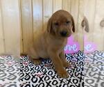 Small Photo #5 Labrador Retriever Puppy For Sale in DALLAS, WI, USA