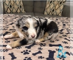 Puppy Boy 1 Australian Shepherd