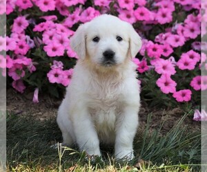 English Cream Golden Retriever Puppy for sale in FREDERICKSBG, OH, USA