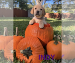 Puppy INDY Labrador Retriever