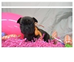 Small Photo #2 French Bulldog Puppy For Sale in CO SPGS, CO, USA