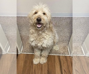 Father of the Goldendoodle puppies born on 05/04/2025