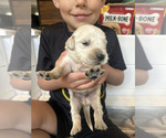 Small Photo #5 Golden Retriever Puppy For Sale in CHARLES TOWN, WV, USA