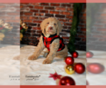 Small Photo #2 Goldendoodle Puppy For Sale in DIXON, IL, USA