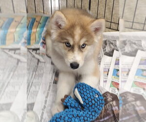Siberian Husky Dogs for adoption in House Springs, MO, USA