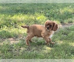 Small #3 Cavalier King Charles Spaniel