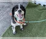 Small English Springer Spaniel