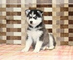 Small #2 Pomsky