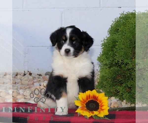 Medium Photo #1 Miniature Australian Shepherd Puppy For Sale in OXFORD, PA, USA