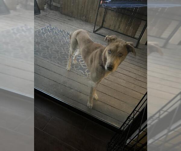Medium Photo #1 Great Dane-Huskies  Mix Puppy For Sale in San Antonio, TX, USA