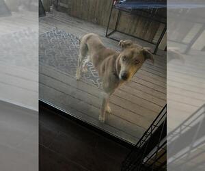 Great Dane-Huskies Mix Dogs for adoption in San Antonio, TX, USA