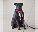 Small #13 Carolina Dog-Labrador Retriever Mix