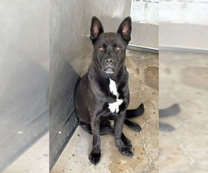 Labrador Retriever-Unknown Mix Dogs for adoption in San Bernardino, CA, USA