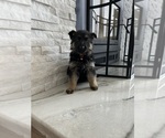 Small Photo #1 German Shepherd Dog Puppy For Sale in BRUSH PRAIRIE, WA, USA
