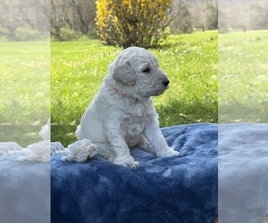 Goldendoodle mix (+ Poodle Standard) Puppy for sale in MAYNARDVILLE, TN, USA