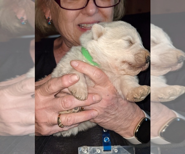 Medium Photo #5 Maremma Sheepdog Puppy For Sale in THORN HILL, TN, USA