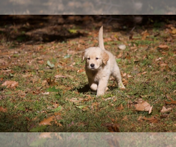 Medium Photo #1 Golden Retriever Puppy For Sale in PETERBOROUGH, NH, USA