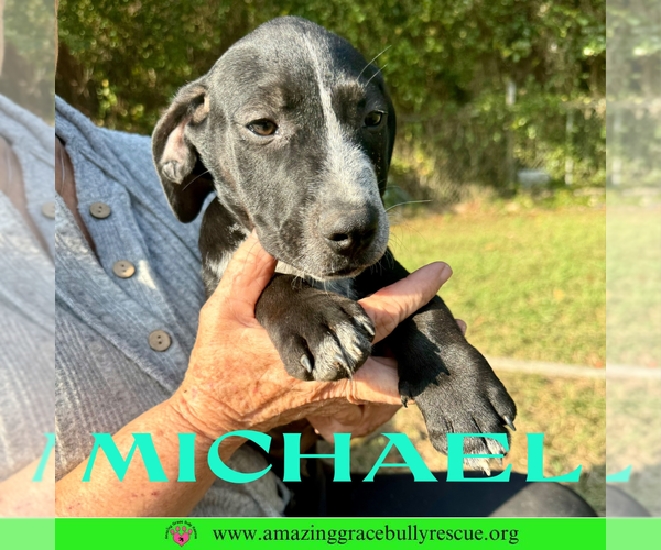 Medium Photo #12 Pointer-Unknown Mix Puppy For Sale in Pensacola, FL, USA