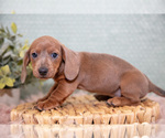 Small Photo #9 Dachshund Puppy For Sale in ROME CITY, IN, USA