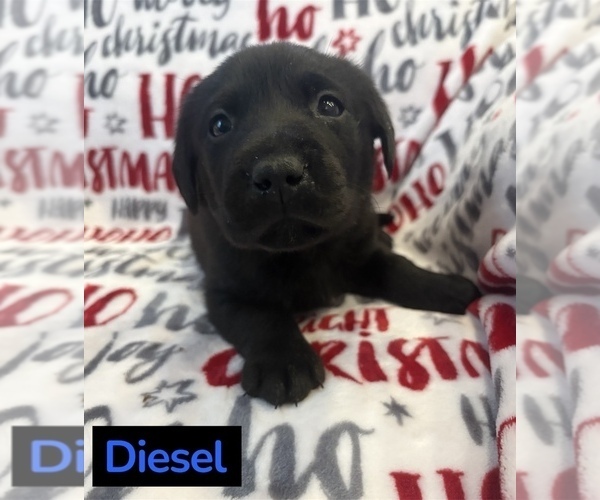 Medium Photo #1 Labrador Retriever Puppy For Sale in FAYETTEVILLE, OH, USA