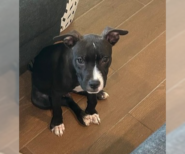 Medium Photo #2 American Pit Bull Terrier-Labrador Retriever Mix Puppy For Sale in OKLAHOMA CITY, OK, USA