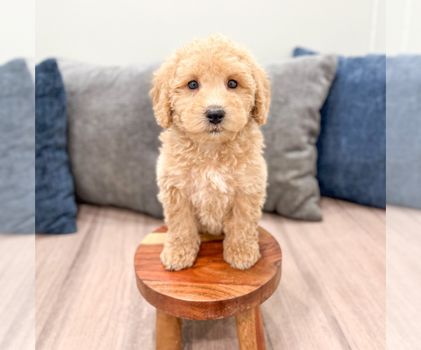Medium Photo #43 Miniature Labradoodle Puppy For Sale in MILLERSBURG, OH, USA