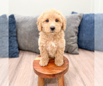 Small #1 Miniature Labradoodle