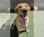 Small #3 Labrador Retriever
