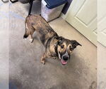 Small German Shepherd Dog Mix