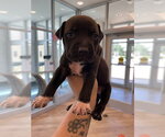 Small Mutt