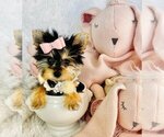 Small #2 Morkie