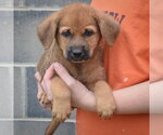 Small #3 Golden Shepherd