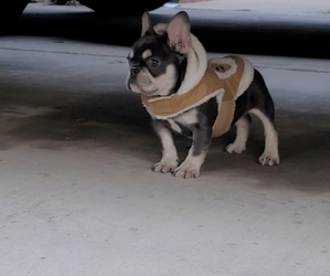 American Bulldog Puppy for sale in HOUSTON, TX, USA