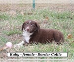 Image preview for Ad Listing. Nickname: Ruby