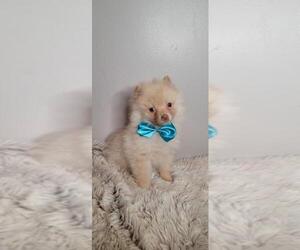 Pomeranian Puppy for sale in INDIANAPOLIS, IN, USA
