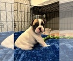 Small #4 French Bulldog