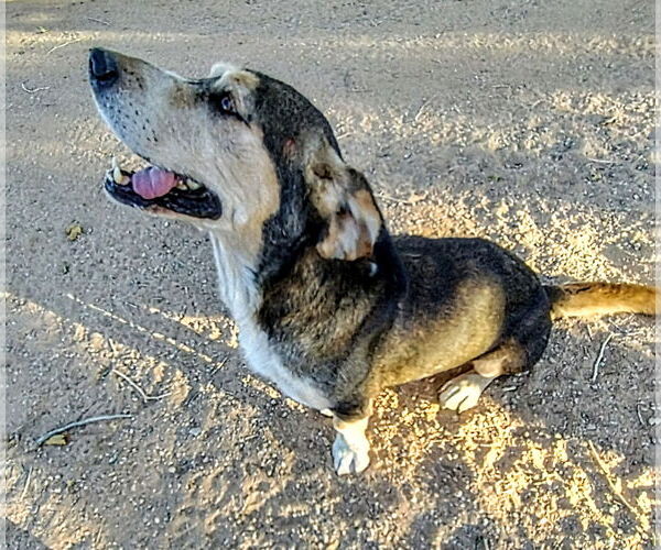 Medium Photo #2 Beagle-Unknown Mix Puppy For Sale in Apple Valley, CA, USA