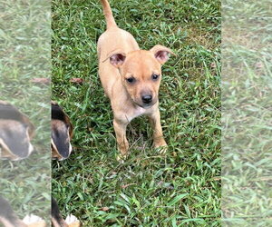 Paige - Female Mutt Dog for Adoption - Photo #9