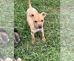 Small Photo #9 Mutt Puppy For Sale in garner, NC, USA