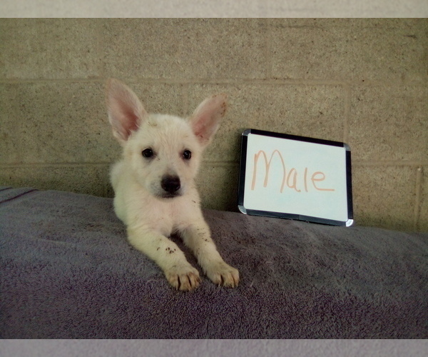 Medium Photo #4 German Shepherd Dog Puppy For Sale in LOGAN, OH, USA