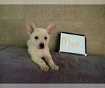 Small #3 German Shepherd Dog