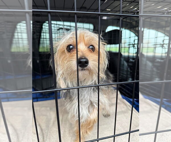 Medium Photo #1 Mutt Puppy For Sale in Grafton, WI, USA