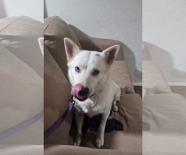 Medium Photo #8 Siberian Husky-Unknown Mix Puppy For Sale in Chandler, AZ, USA