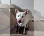 Small #7 Siberian Husky Mix