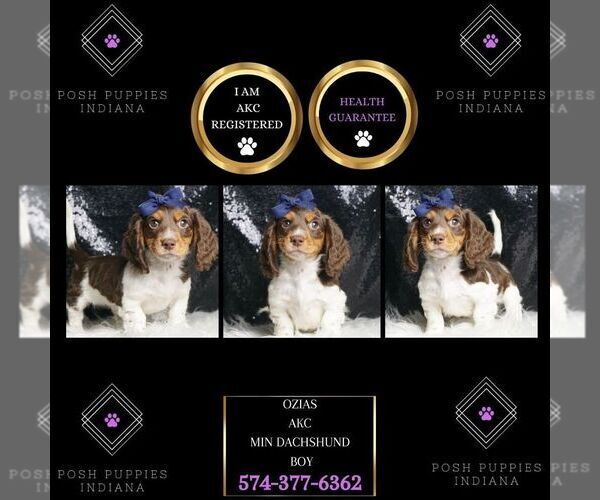 Medium Photo #1 Dachshund Puppy For Sale in WARSAW, IN, USA
